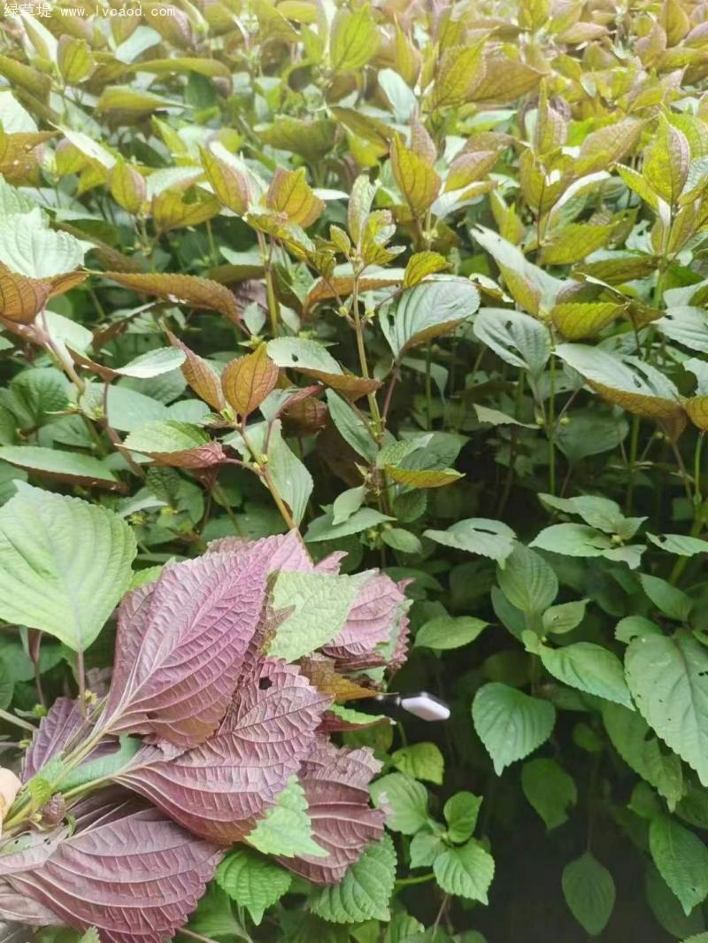 紫蘇植株