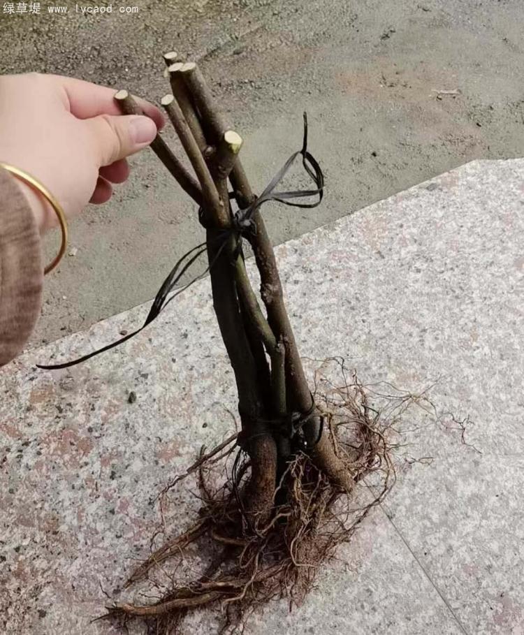 吳茱萸樹(shù)苗