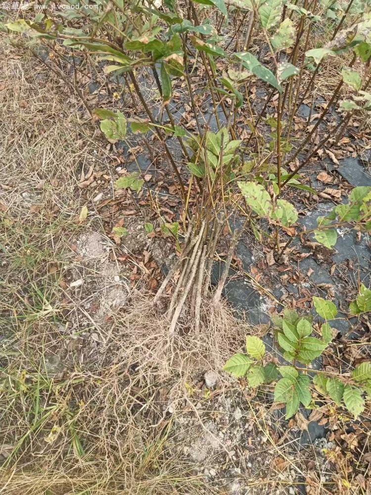 吳茱萸樹(shù)苗