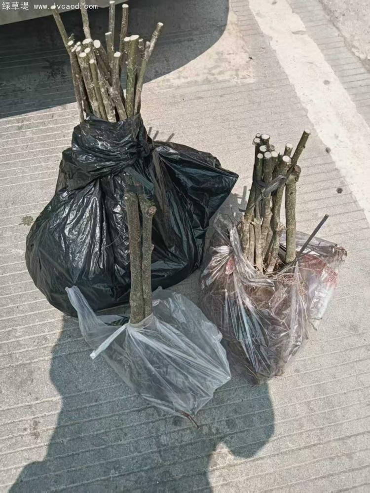吳茱萸樹(shù)苗