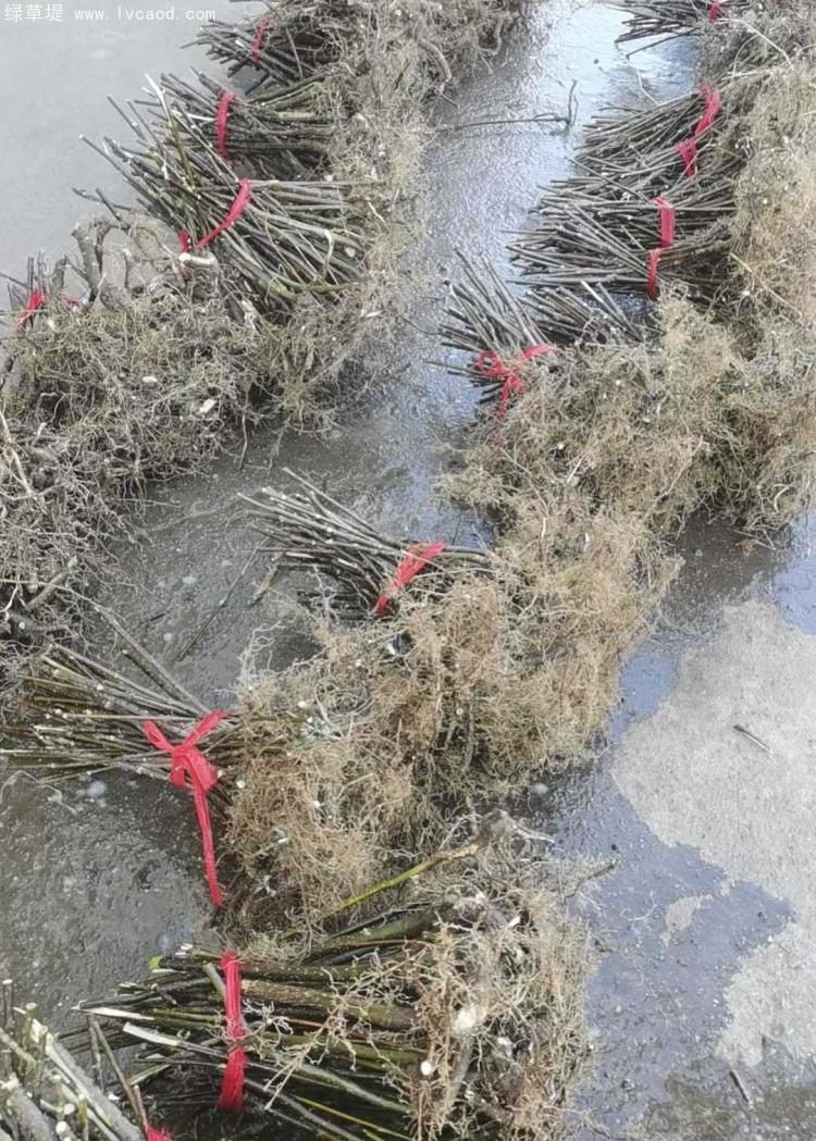 吳茱萸樹(shù)苗