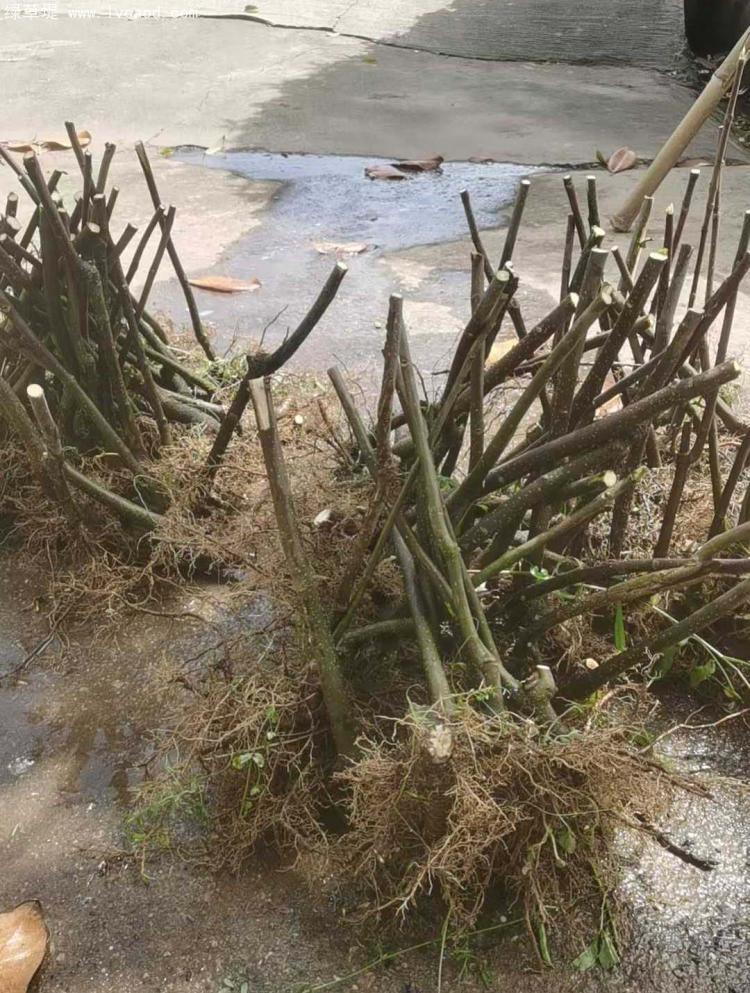 吳茱萸樹(shù)苗