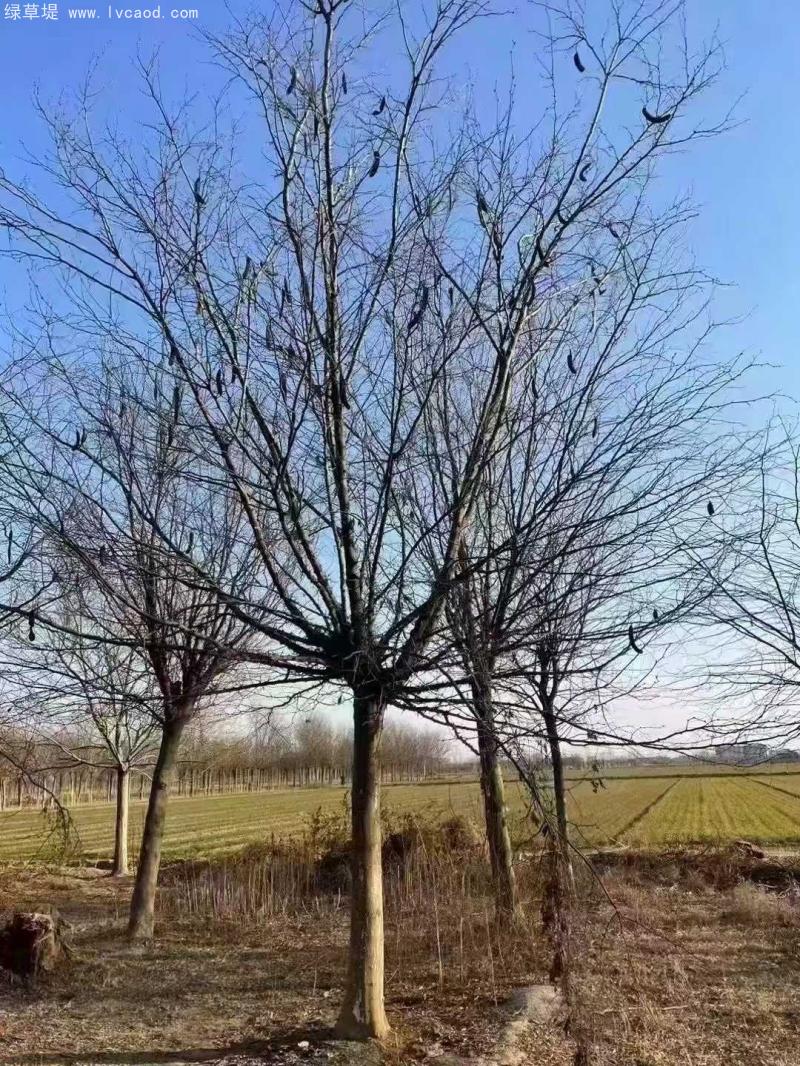 皂角樹