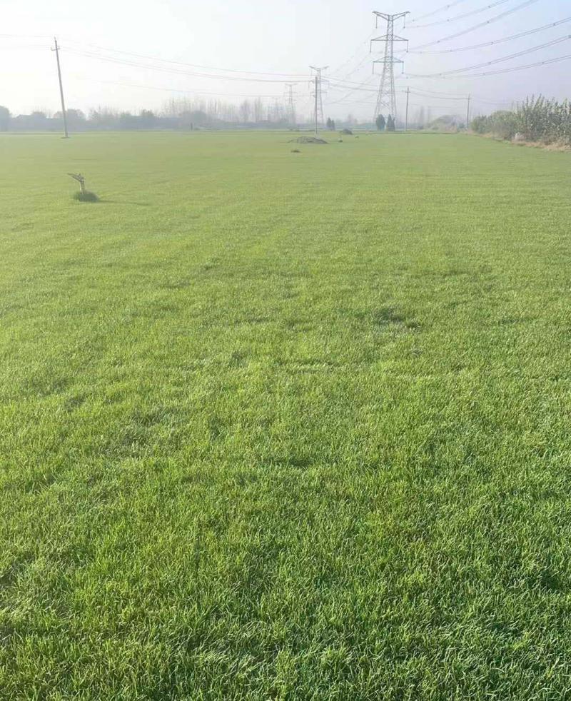 早熟禾草坪