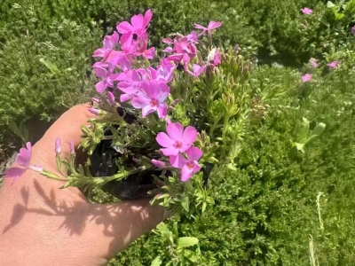 芝櫻盆栽