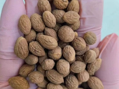 棗樹種子棗核
