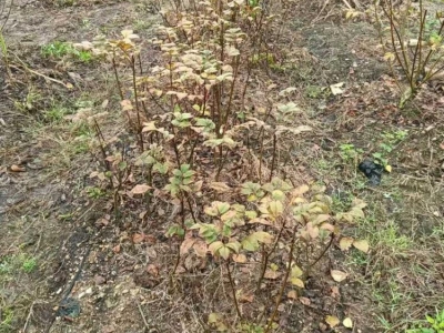 吳茱萸樹(shù)苗